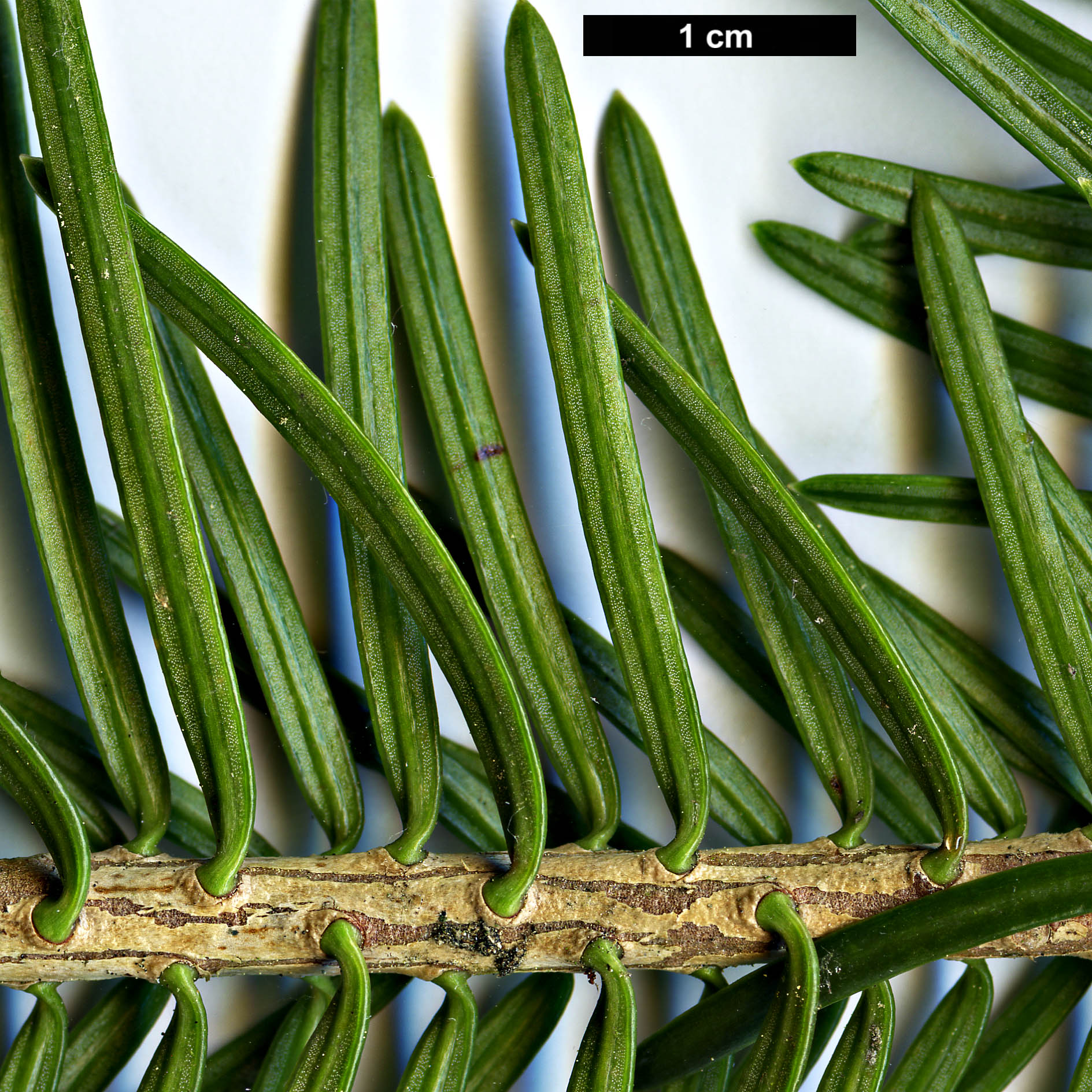 High resolution image: Family: Pinaceae - Genus: Abies - Taxon: recurvata - SpeciesSub: var. ernestii